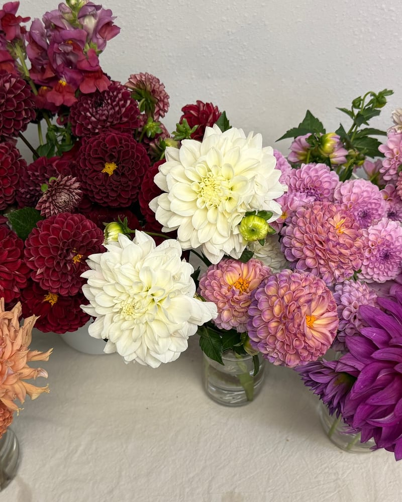 Vibrant dahlia blooms in the garden