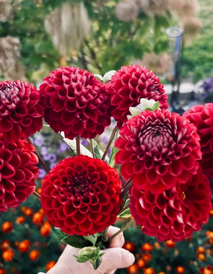 Flower farmer among dahlias at golden hour